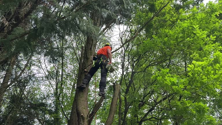 East Quogue, NY Tree Removal and Landscaping Services Company